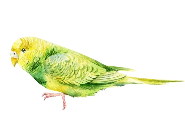 Tropischer Vogel, grüne Wellensittiche auf weißem Hintergrund, Aquarell Papagei, botanische Malerei — Stockfoto