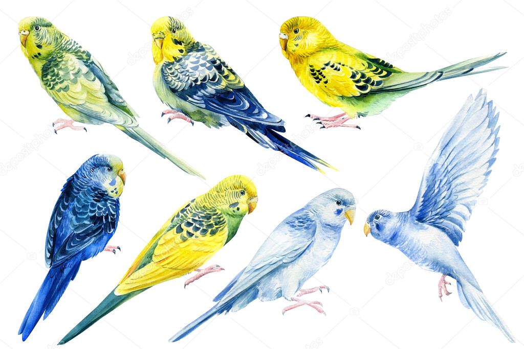 Watercolor budgies, tropical birds on a white background, botanical painting