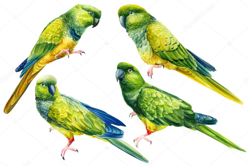 Set green tropical parrots drawing in watercolor, tropical birds, exotic wildlife