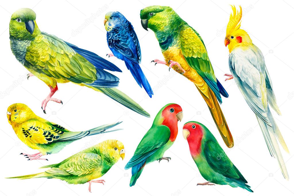  Set of tropical parrots painted in watercolor, tropical birds, lovebirds, cockatiel, budgerigar