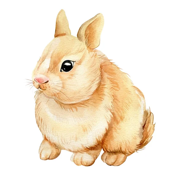 可爱的水彩兔，美丽的兔子。手绘图解 — 图库照片
