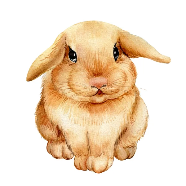 Mignon lapin aquarelle, beau lapin. Illustration de dessin — Photo