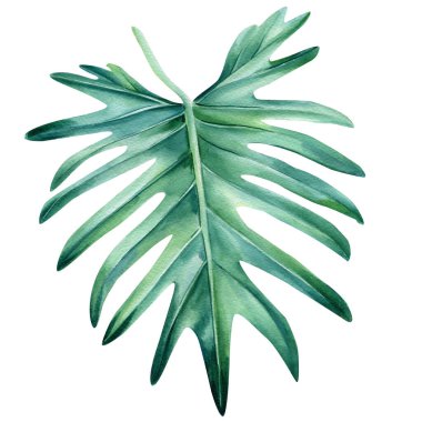 Tropical leaves watercolor, beautiful palm leaf hand drawing, monstera liana