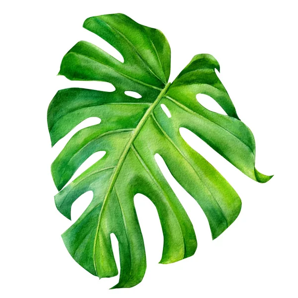 Tropical leaves watercolor, beautiful palm leaf hand drawing, monstera liana — Photo
