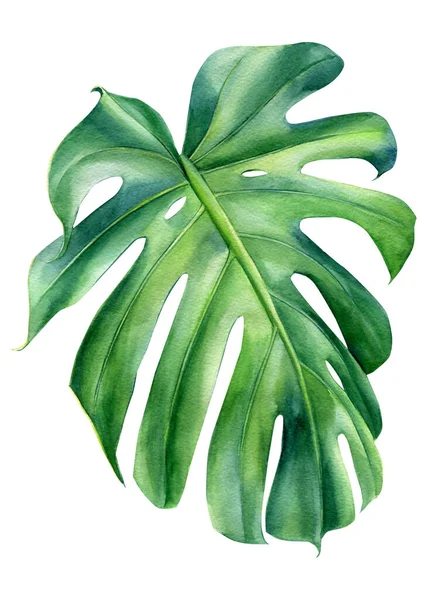 Tropical leaves watercolor, beautiful palm leaf hand drawing, monstera liana — Photo