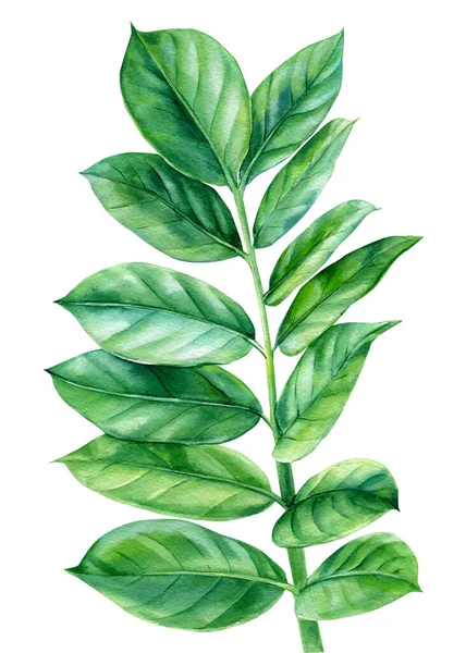 Jungle green leaves watercolor, Tropical palm leaf hand drawing, indoor plants — Photo
