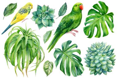 Parrots and tropical plants. Monstera, succulents, aloe vera, hand drawing, watercolor botanical painting