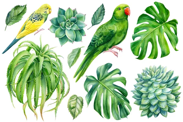 Parrots and tropical plants. Monstera, succulents, aloe vera, hand drawing, watercolor botanical painting — Φωτογραφία Αρχείου