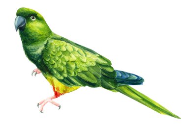 Suluboya yeşil papağan, tropikal kuşlar