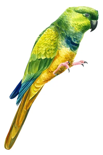 水彩画、熱帯鳥の緑の熱帯のオウムの絵 — ストック写真