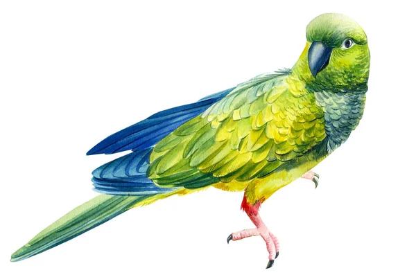 水彩画、熱帯鳥の緑の熱帯のオウムの絵 — ストック写真