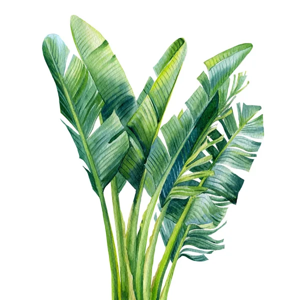 African strelitzia, palm leaves, green leaf watercolor botanical painting — Stock Photo, Image