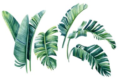 Palmiye yaprakları, yaz seti, suluboya botanik resim