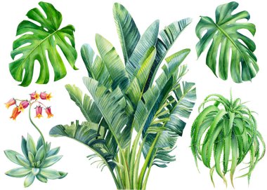 Suluboya seti sulu sulu, palmiye yaprakları, canavarlar, aloe vera, izole beyaz arka planda, botanik resim