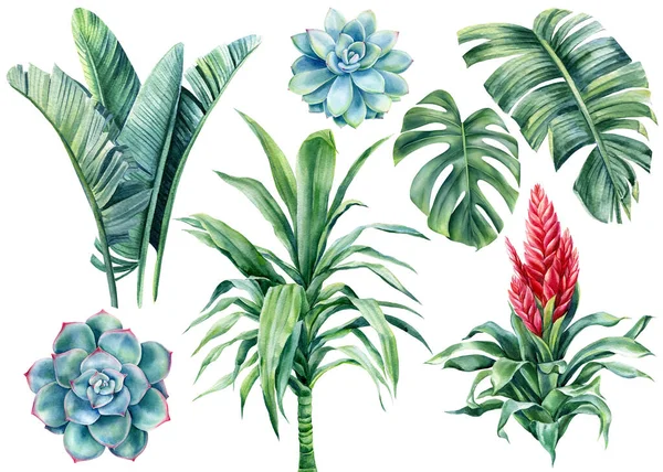 Aquarela conjunto suculentas, folhas de palma, monstera, dracaena, bromélia flor no fundo branco isolado — Fotografia de Stock
