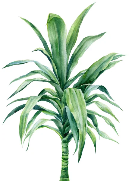 Palmeira, dracaena sobre fundo branco isolado, ilustração botânica aquarela — Fotografia de Stock