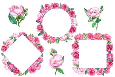 Bir dizi güzel çerçeve. Beyaz arka planda güller ve yapraklar, suluboya resim