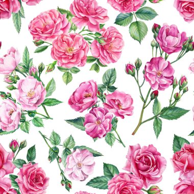 İzole bir arka planda gül dallarının, tomurcukların ve yaprakların kusursuz desenleri. Suluboya çiçekleri