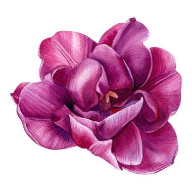 İzole edilmiş beyaz arka plan suluboya botanik resim