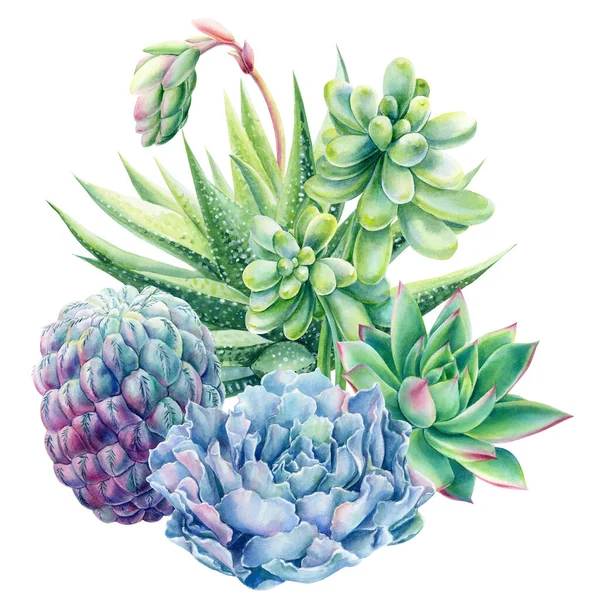 Composición de suculentas haworthia, aloe, echeveria, cactus, acuarela pintura botánica, tarjeta con plantas verdes — Foto de Stock