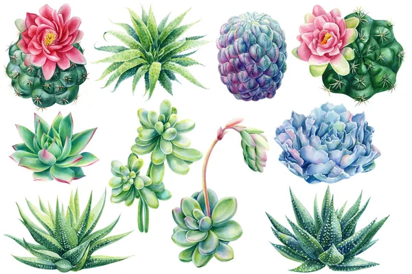 Conjunto de suculentas. Echeveria, haworthia, aloe y cactus, acuarela ilustración, pintura botánica — Foto de Stock