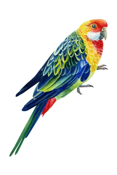 Parrot on isolated white background, tropical bird watercolor painting, illustration — ストック写真