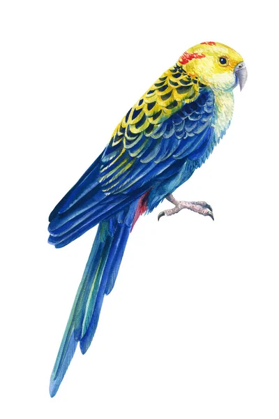 Parrot on isolated white background, tropical bird watercolor painting, illustration — ストック写真