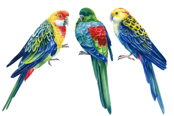 Parrots on isolated white background, bright bird watercolor painting, illustration — ストック写真