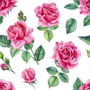 İzole bir arka planda gül dallarının, tomurcukların ve yaprakların kusursuz desenleri. Suluboya çiçekleri