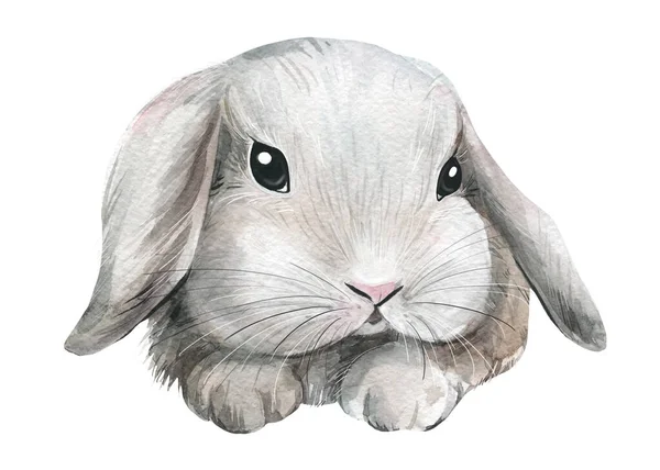 Söt kanin på en isolerad vit bakgrund, målad med akvarell, djur illustration — Stockfoto