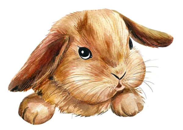 可爱的兔子在一个孤立的白色背景上，画了水彩画，动物插图 — 图库照片