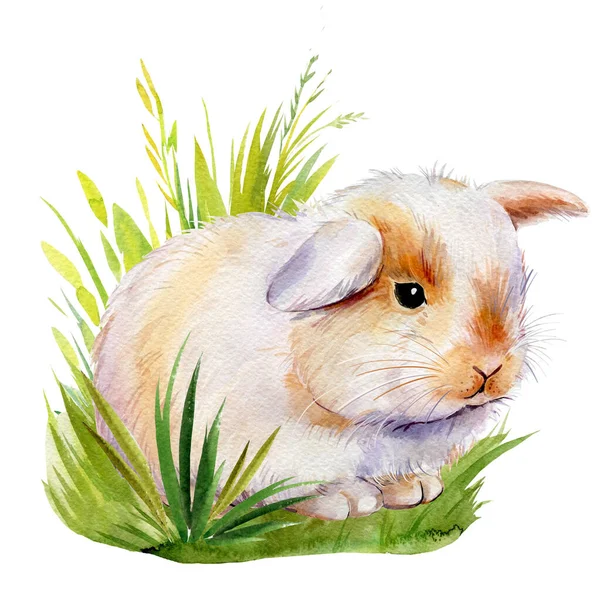 Affiche avec des lapins rouges dans l'herbe sur un fond blanc isolé, peint à l'aquarelle, lapin moelleux — Photo