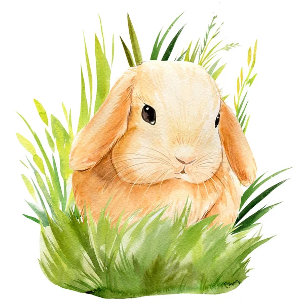 海报，红色的兔子在草地上，白色的背景，水彩画，毛茸茸的兔子 — 图库照片