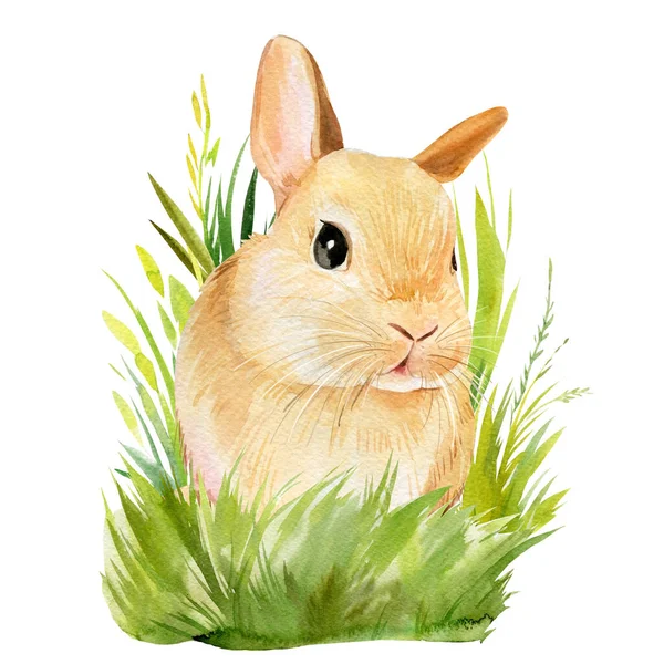海报，小兔子在草地上，白色背景，水彩画，毛茸茸的兔子，东方图片 — 图库照片