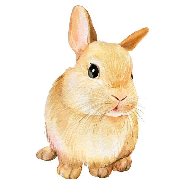 独立的白色背景上的水彩画可爱的兔子 — 图库照片