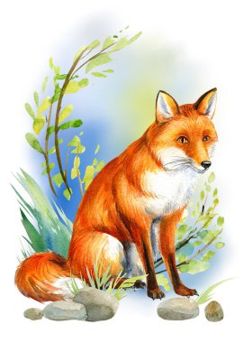 Çimenlerdeki şirin tilki, suluboya çizimler, tüylü hayvan.