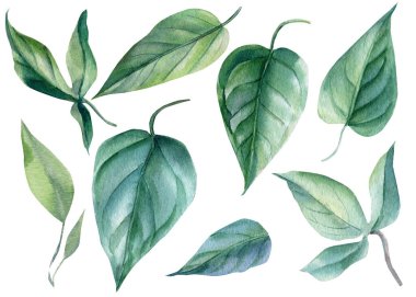 Suluboya el resmi çiçek çizimi, beyaz arka planda izole edilmiş yapraklar..