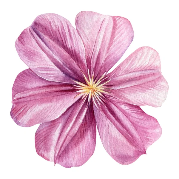 İzole edilmiş beyaz arka planda güzel pembe klematis çiçekleri. Suluboya çizimleri.