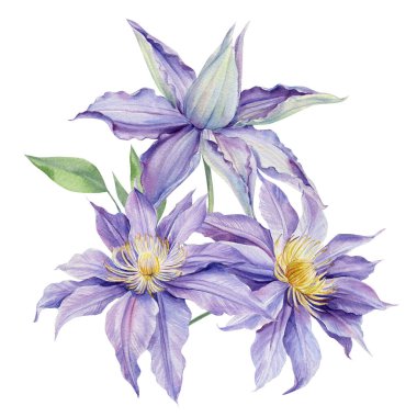 Beyaz arka planda mor klematis, suluboya çizim, bitki tasarımı, botanik resim