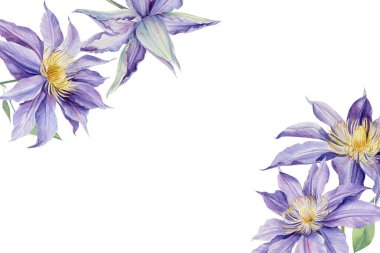 Beyaz arka planda Clematis, suluboya çizimi. Çiçekli düğün davetiyesi şablonu tasarımı.