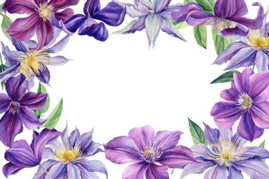 Beyaz arkaplanda mor klematis çerçevesi suluboya çizimi, bitki tasarımı, botanik resim