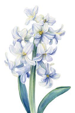 İzole bir zemin üzerinde beyaz sümbül çiçeği suluboya resimleme, botanik resim