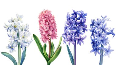 Beyaz arkaplanda sümbüller, suluboya çizimler, bitki tasarımı, botanik resim