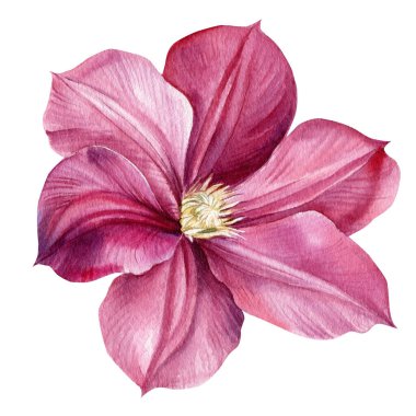 İzole edilmiş beyaz arka planda güzel pembe klematis çiçekleri. Suluboya çizimleri. Botanik çizimi