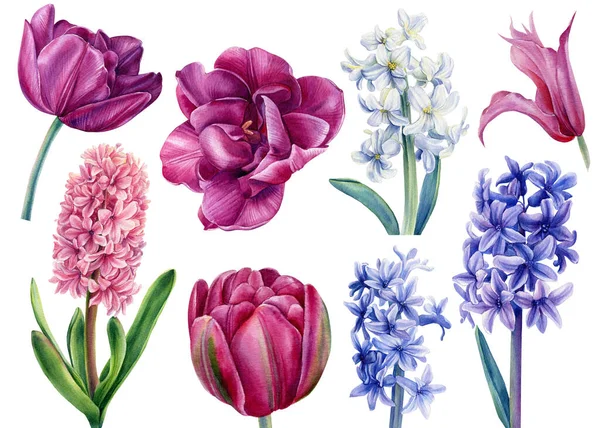 Set flores jacintos, clematis, tulipanes sobre fondo blanco, acuarela ilustración, pintura botánica —  Fotos de Stock