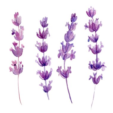 Beyaz arkaplanda izole edilmiş suluboya lavanta çiçekleri.