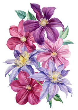 İzole edilmiş beyaz arka planda bir buket çiçek. Suluboya çizimleri. pembe ve mor iklimler