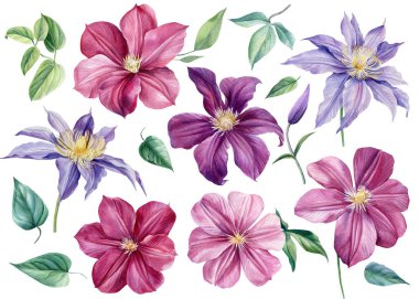 İzole edilmiş beyaz bir arka planda çiçek seti. Suluboya çizimleri. pembe ve mor iklimler