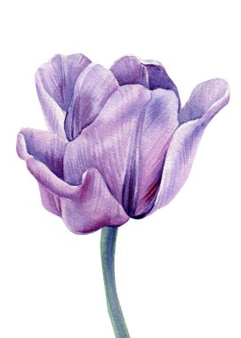 İzole edilmiş beyaz arka planda leylak çiçeği. Suluboya çizimleri. Mor laleler