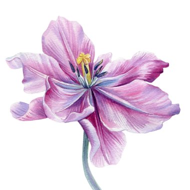 İzole edilmiş beyaz arka planda pembe çiçek. Suluboya çizimleri. Mor laleler